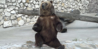 В Московском зоопарке медведи впали в спячку