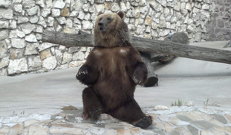 В Московском зоопарке медведи впали в спячку