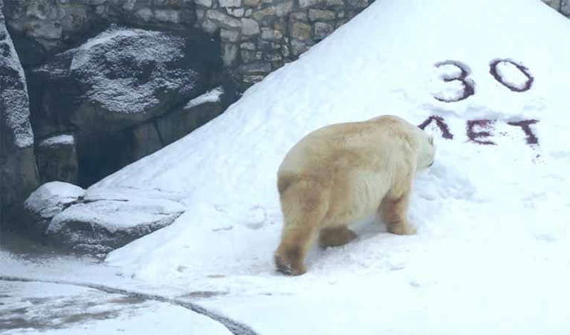 В Московском зоопарке отметили 30-летие белого медведя Врангеля