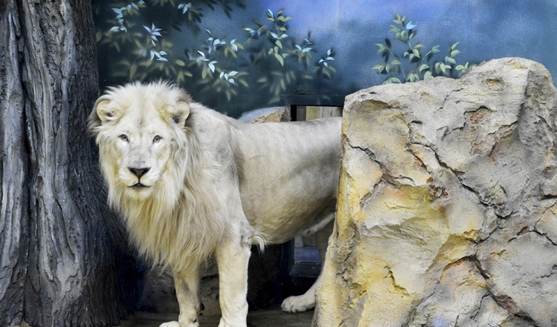 В казанском зоопарке поселились белые львы