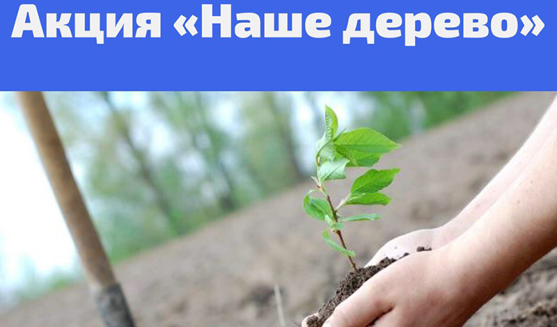 Весной 2021 года в Москве продолжится высадка деревьев по программе “Наше дерево”