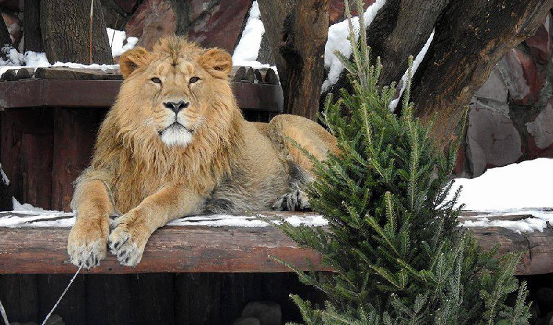 Московский зоопарк новогоднюю акцию по сбору ёлок и сосен
