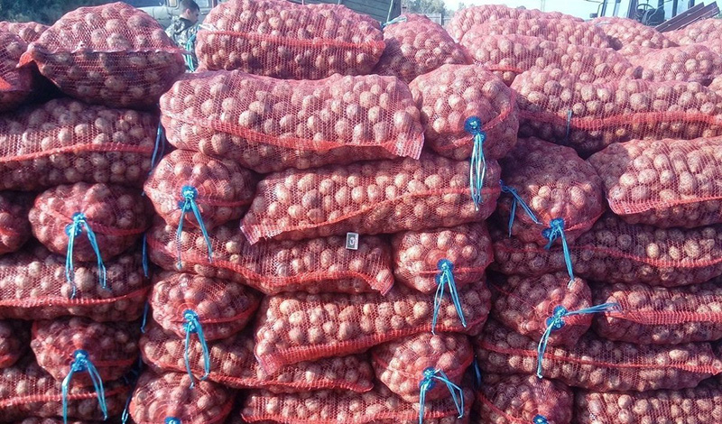 В Тыве раздадут льготникам 44 тонны семян «социального картофеля»