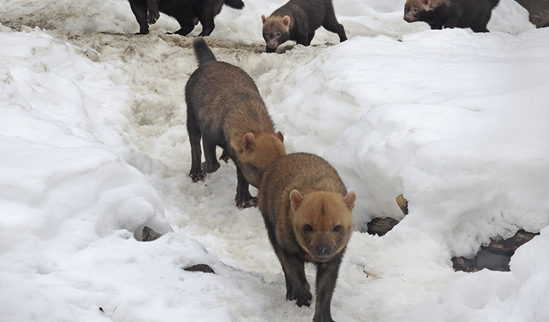 Московский зоопарк - пополнение в семействе кустарниковых собак