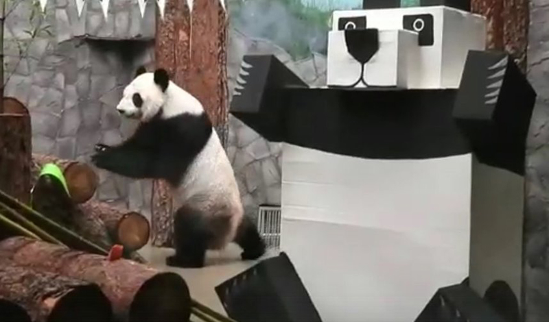 В Московском зоопарке отметили Всемирный день панд