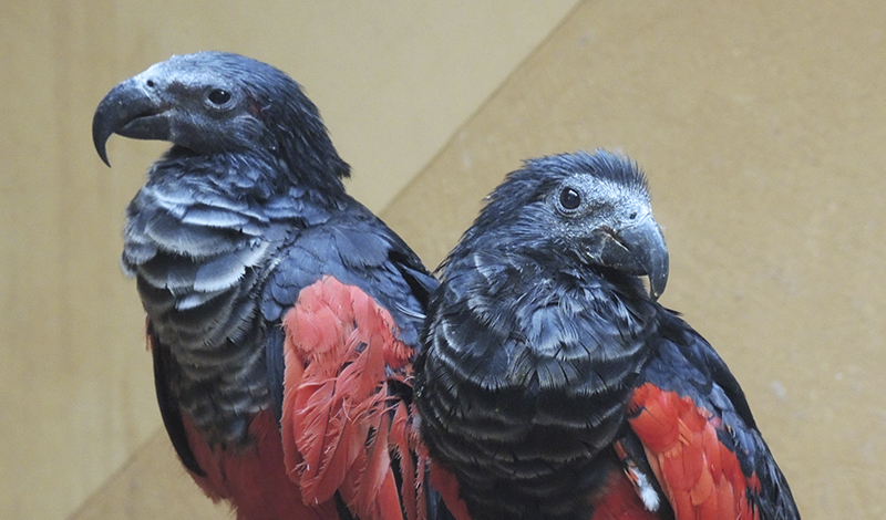 В зоопарке новые обитатели - орлиные попугаи