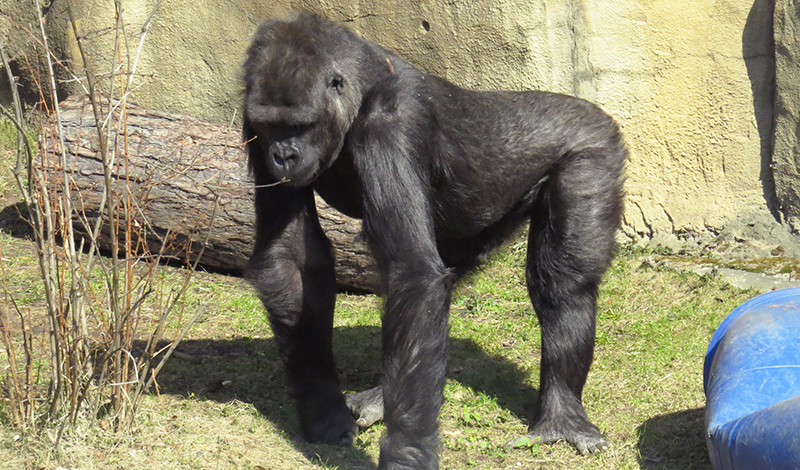 Московский зоопарк - гориллы вышли в уличный вольер