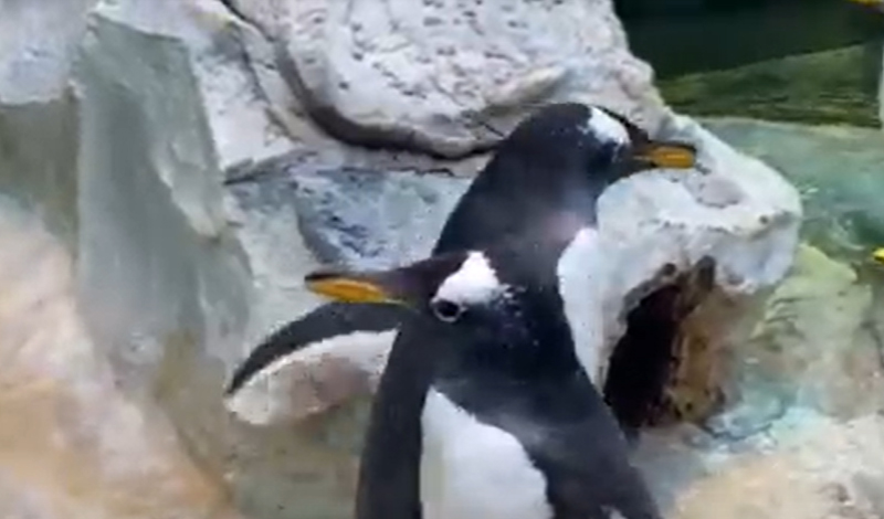Московский зоопарк - пингвины начали строить гнёзда