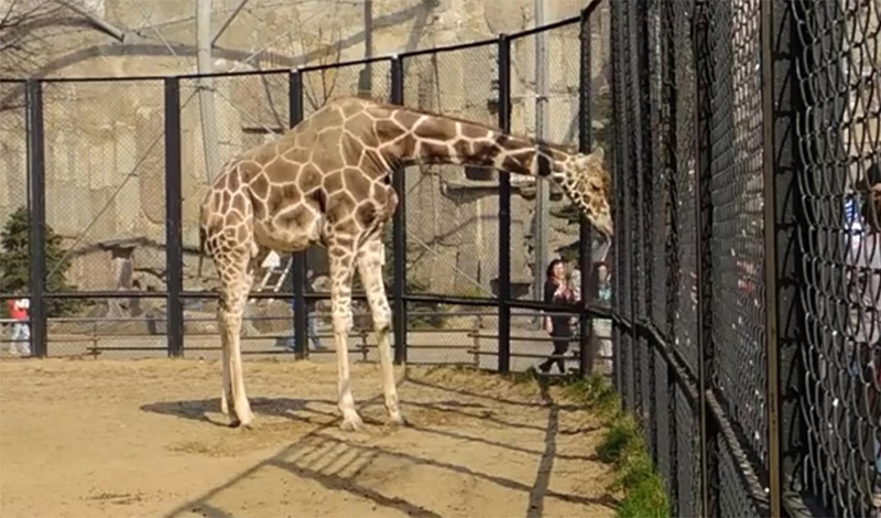 Московский зоопарк - жираф вышел в уличный вольер