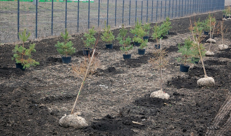 По программе «Наше дерево» в ООПТ Москвы посадят около 5 тысяч деревьев
