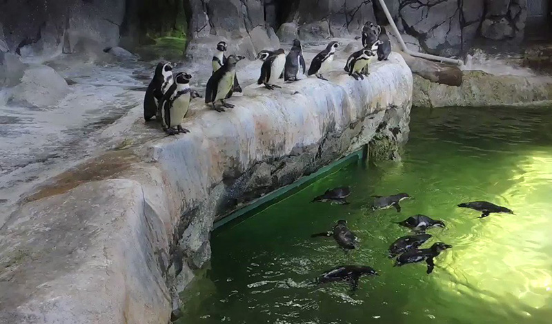 В Московском зоопарке пингвины переехали в летние вольеры