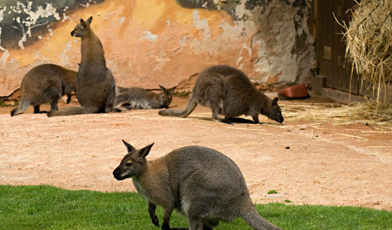 В Московском зоопарке поселилась семья кенгуру валлаби