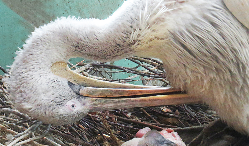 В Московском зоопарке родились птенцы редких пеликанов