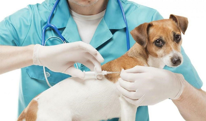 Вакцинация животных от коронавируса должна быть бесплатной и добровольной