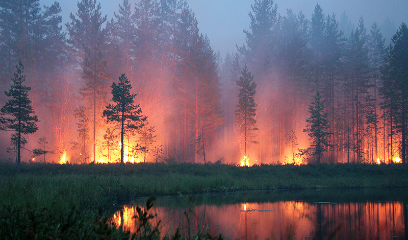 За неделю с 19 по 25 апреля лесопожарные силы и привлеченные лица ликвидировали 760 лесных пожаров в 43 регионах России, в том числе в ЦФО