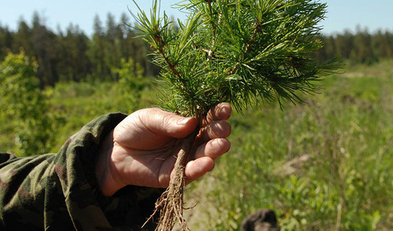 «Газпром» восстановит 70 гектаров леса в Томской области