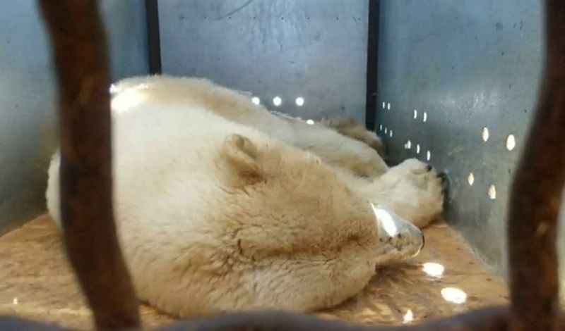 Как спасли якутскую медведицу