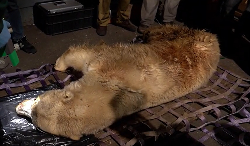 Медведь из Якутии прибыл на реабилитацию в Московский зоопарк