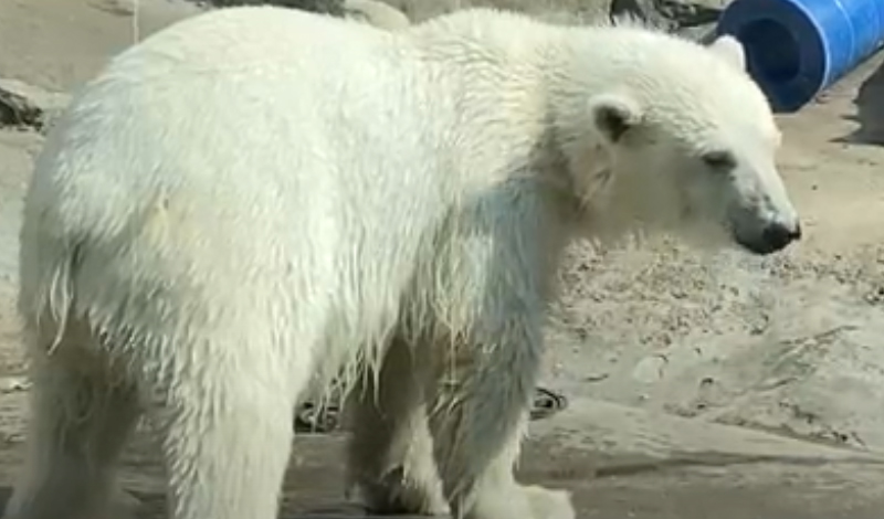 Московский зоопарк - как справлялись с жарой белый медведи