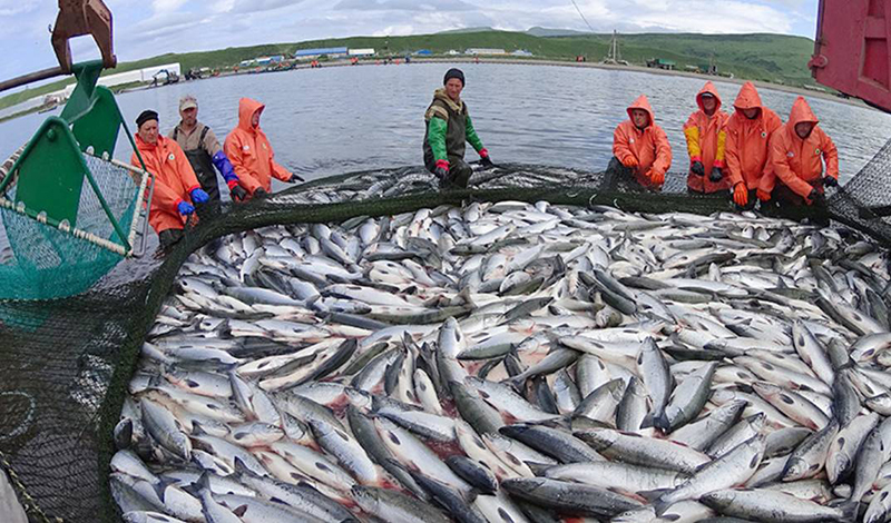 Ученые подсчитают поголовье тихоокеанских лососей