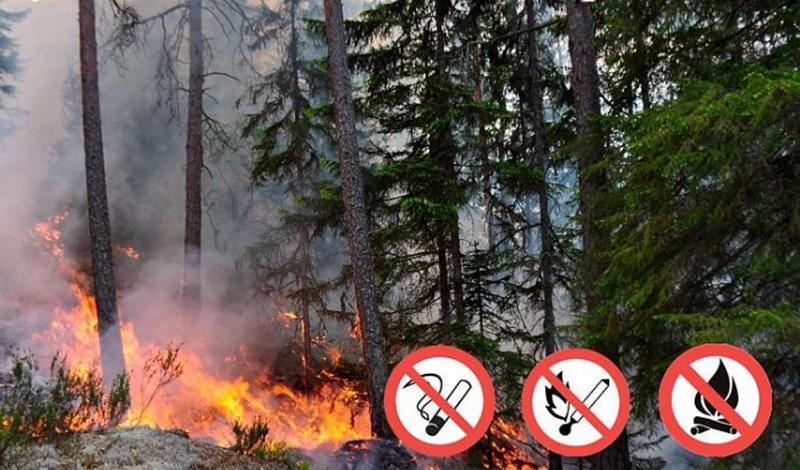 В Архангельской области введут особый противопожарный режим в лесах