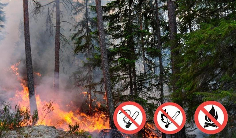 В Архангельской области введут особый противопожарный режим в лесах