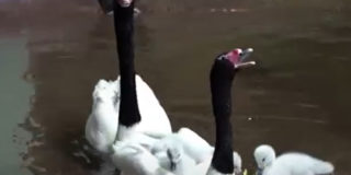 В Московском зоопарке появились на свет птенцы черношейного лебедя