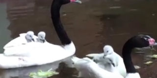В Московском зоопарке появилось 5 птенцов черношейного лебедя