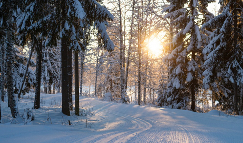 В Москве рассмотрят возможность обустройства дополнительной лыжной трассы в Терлецком лесопарке