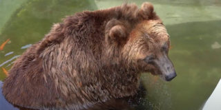 Московский зоопарк — как охлаждаются медведи