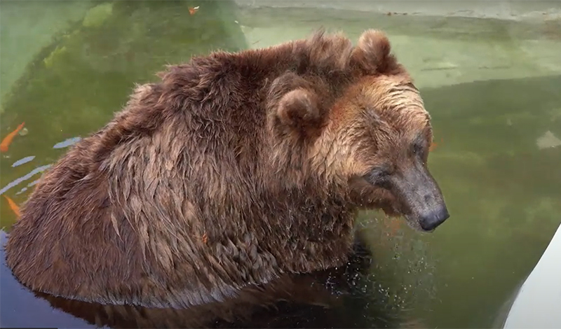 Московский зоопарк - как охлаждаются медведи