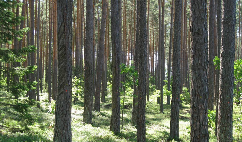 Актуальная программа по лесоустройству Поморья будет представлена в Рослесхоз