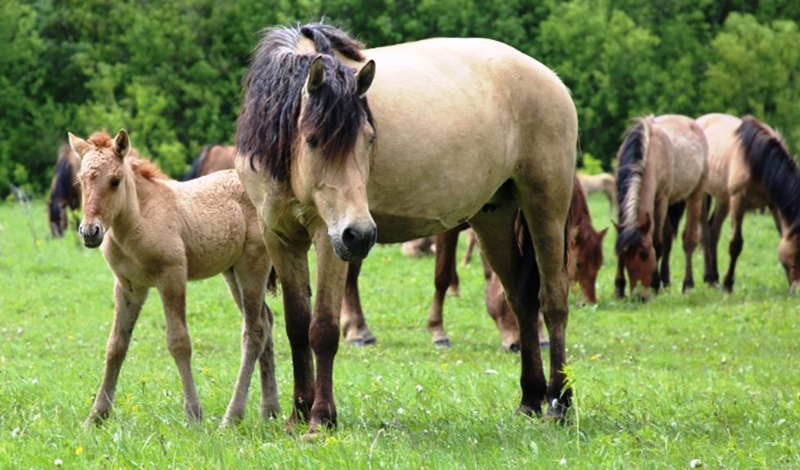 Фермер Татарстана возродил уникальную породу лошадей - «Татарскую»
