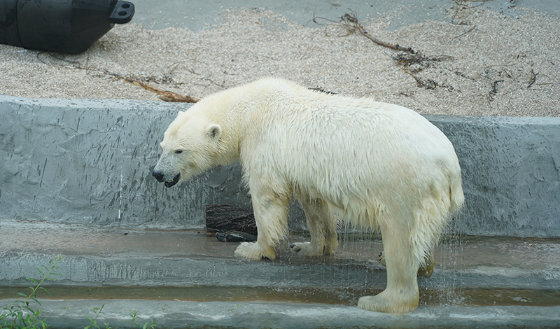 Московский зоопарк - выбираем имя для белой медведицы