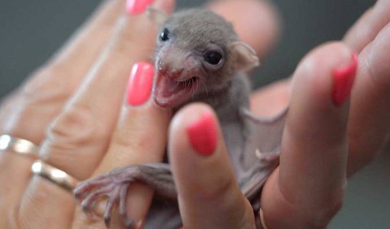 Московского зоопарка получили Президентский грант с проектом «Летучий мышонок – наш ребёнок»