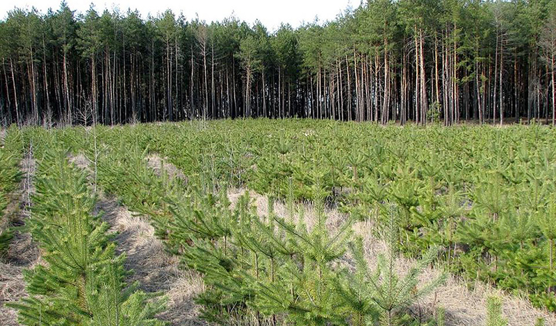 В 2021 году по нацпроекту «Экология» в Татарстане посажены леса на площади 1400 га