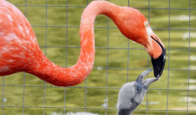 В Московском зоопарке появились на свет птенцы фламинго
