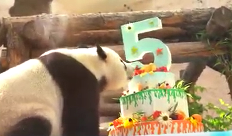 В Московском зоопарке прошел День рождения панд