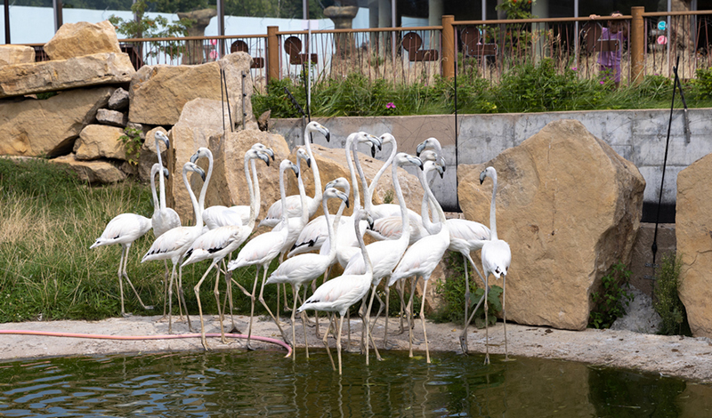 В казанском зоопарке поселились фламинго