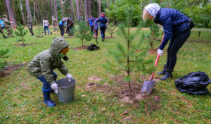 В Архангельской области высадят 257 тысяч деревьев
