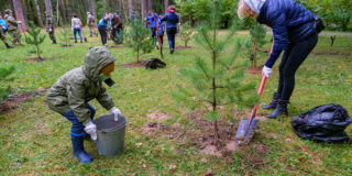 В Архангельской области высадят 257 тысяч деревьев