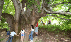 В Казани посчитали деревья-патриархи которым более 100 лет