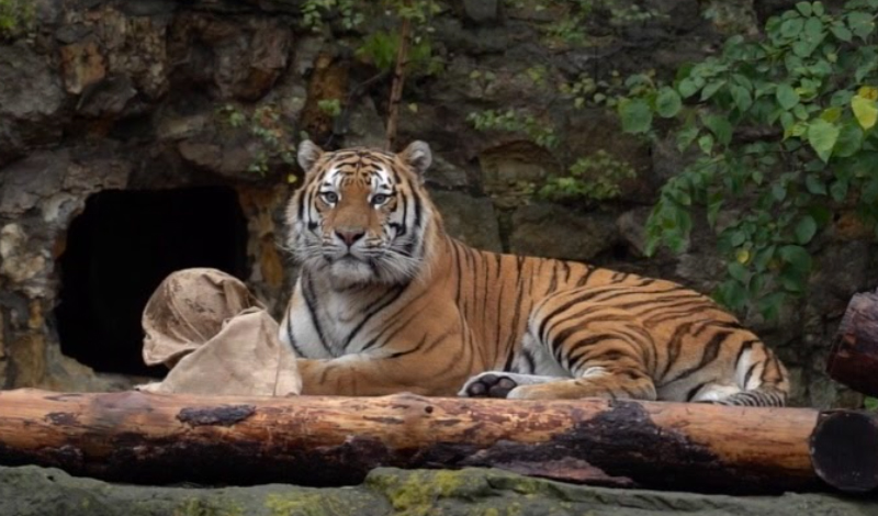 В Московский зоопарк приехал тигр