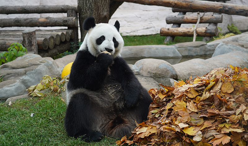 Панды - видео и фотосессия в листьях