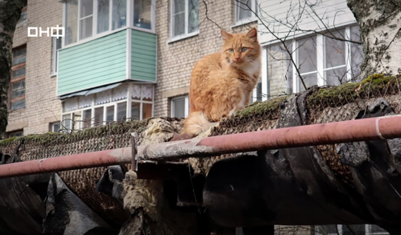 Более 220 тысяч котов будут греться зимой от теплотрасс с поврежденной изоляцией