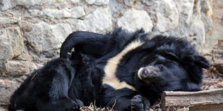 Медведи в Московском зоопарке ушли в спячку