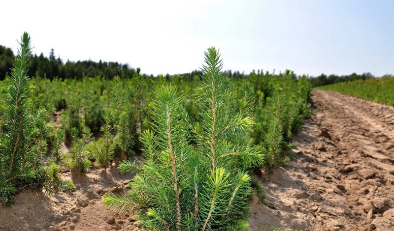 В Татарстане в 2021 году проведены лесовосстановительные работы на площади 4210 гектаров