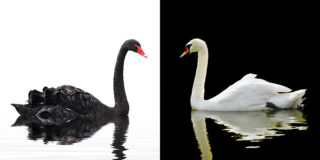 «Метриум»: Черные и белые лебеди – риски и возможности рынка недвижимости в 2022 году