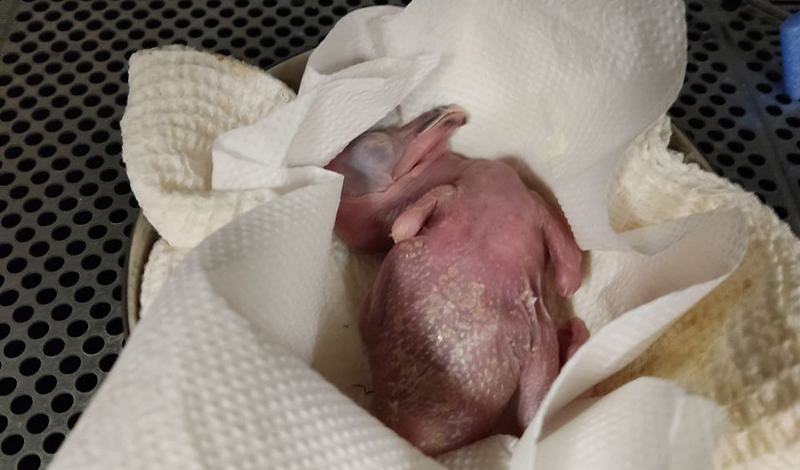В зоопарке появился на свет птенец пеликана - показываем первые минуты рождения