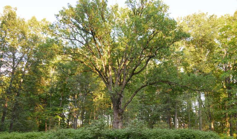 Голосуем за Тургеневский дуб на международном конкурсе "Европейское дерево года 2022"